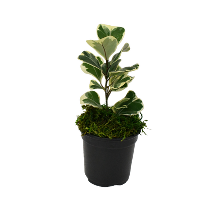 4" Ficus Triangularis Variegated image 1