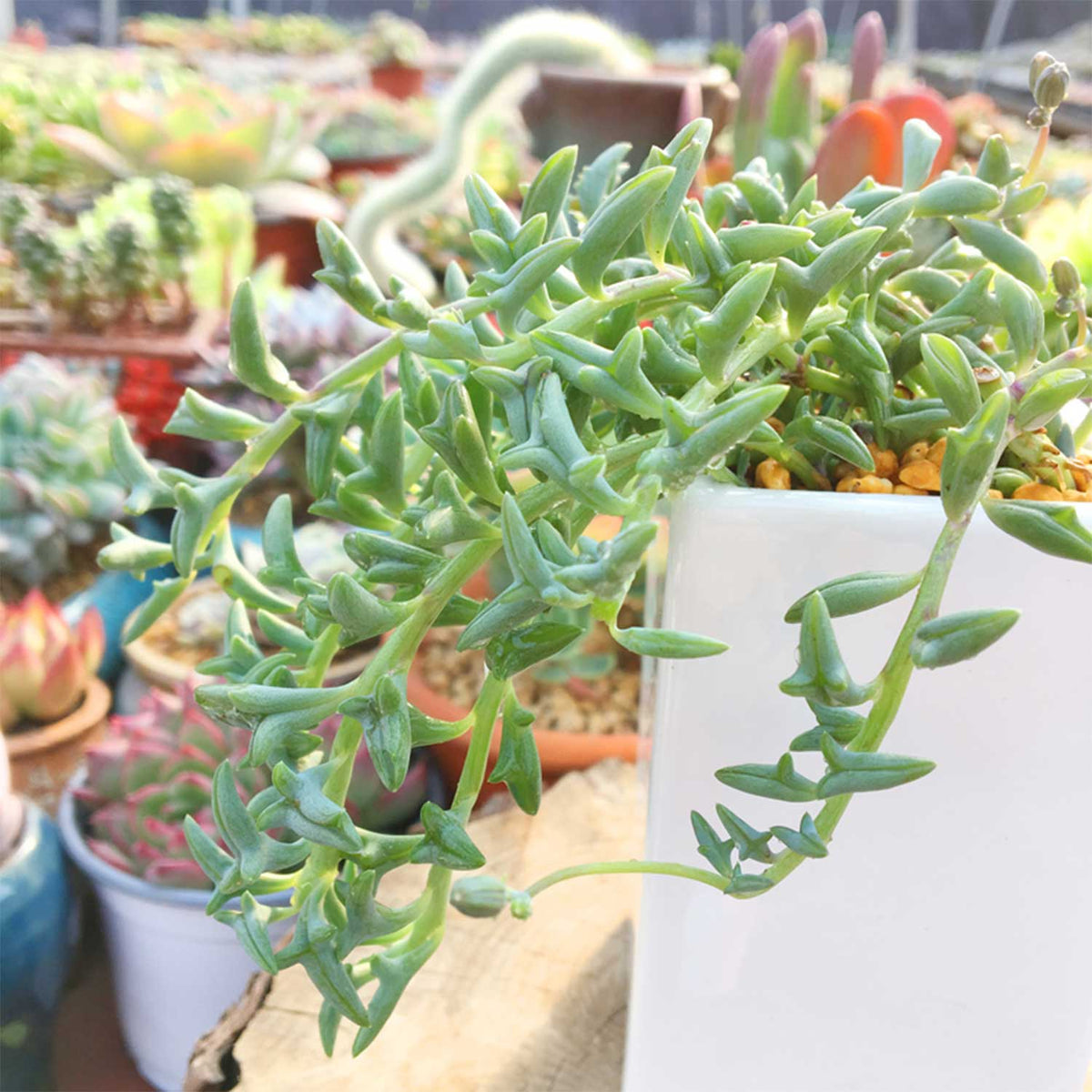 String of Dolphins (Senecio Peregrinus) image 4