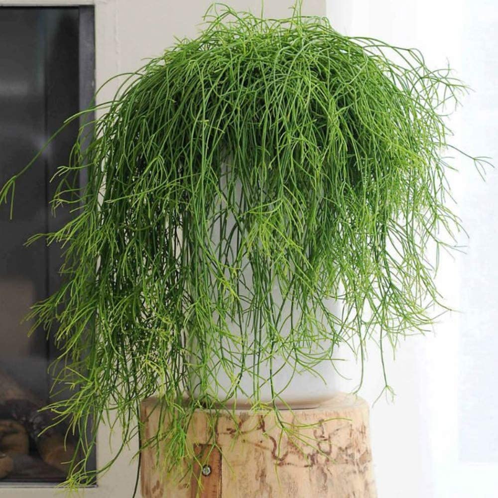 Rhipsalis baccifera/Mistletoe Cactus (4 inch) image 3