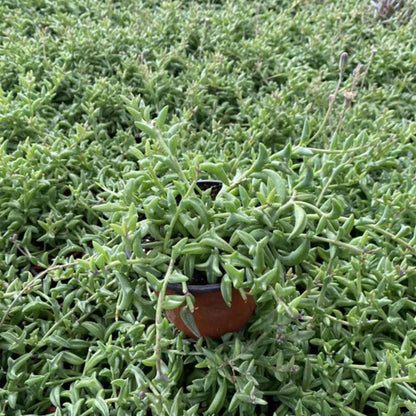 String of Dolphins/Senecio Peregrinus (4 inch) image 1