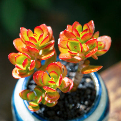 Crassula Ovata Crosby's Compact (Dwarf Jade Plant) Little image 1