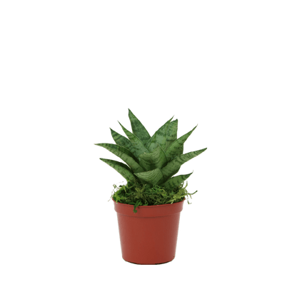 2.5" Sansevieria Tough Lady image 1
