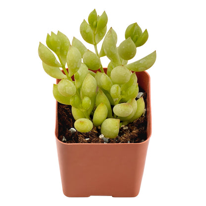 Cotyledon Pendens (Cliff Cotyledon) image 0