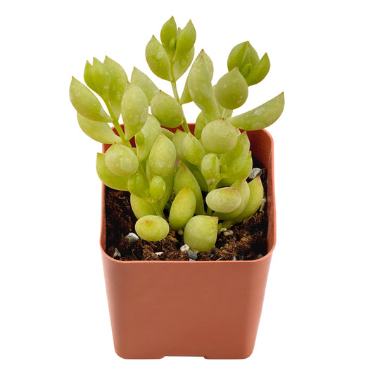 Cotyledon Pendens (Cliff Cotyledon) image 0