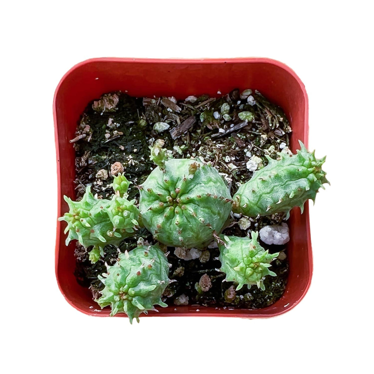 Euphorbia Monstrose image 1