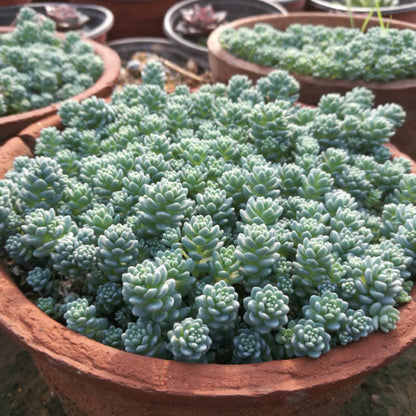 Sedum Dasyphyllum 'Major' (4 inch) image 2