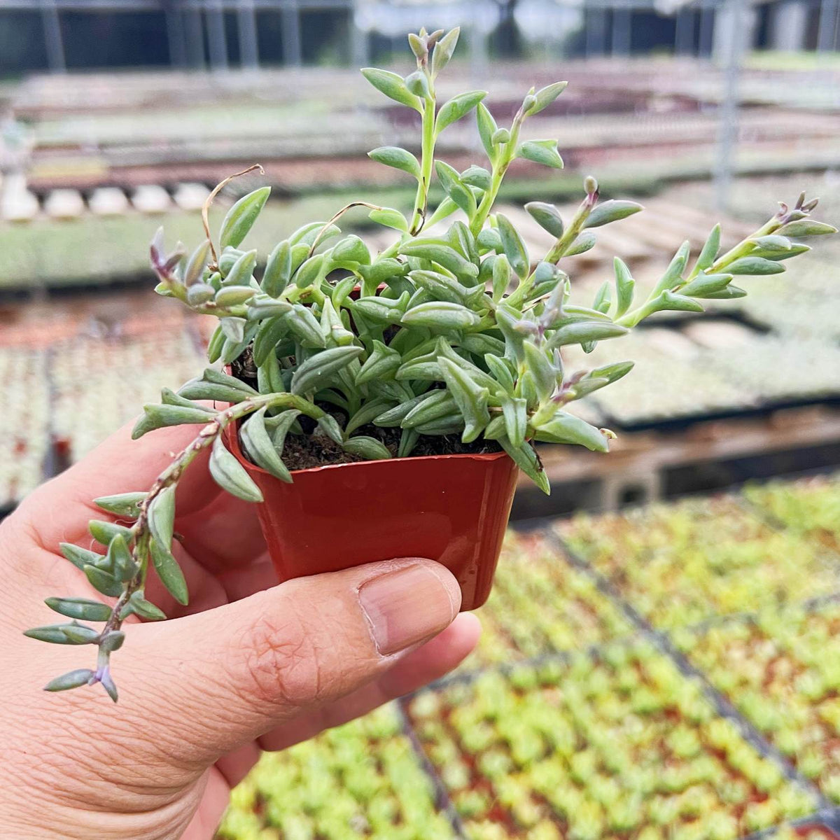 String of Dolphins (Senecio Peregrinus) image 2