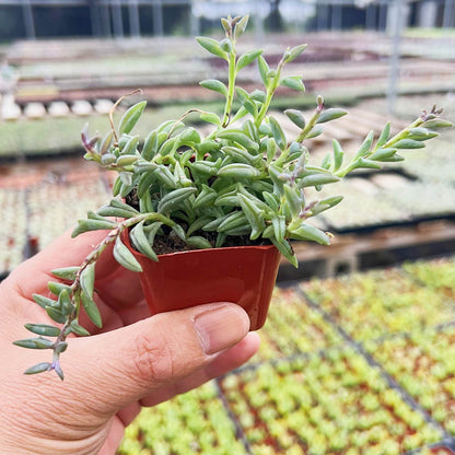 String of Dolphins (Senecio Peregrinus) image 2