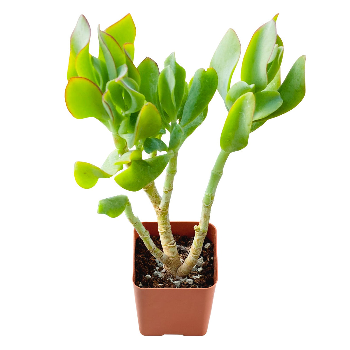 Crassula Arborescens Undulatifolia image 0