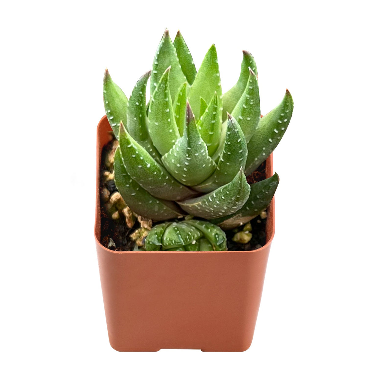 Haworthia rubrobrunnea image 0
