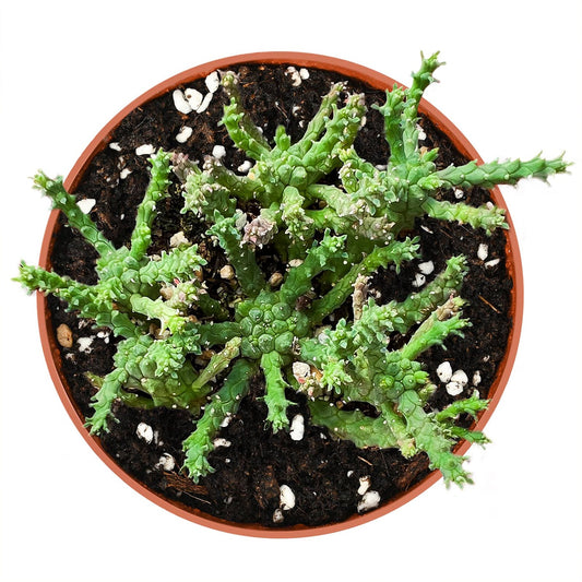 Euphorbia Gorgonis (4 inch) image 0