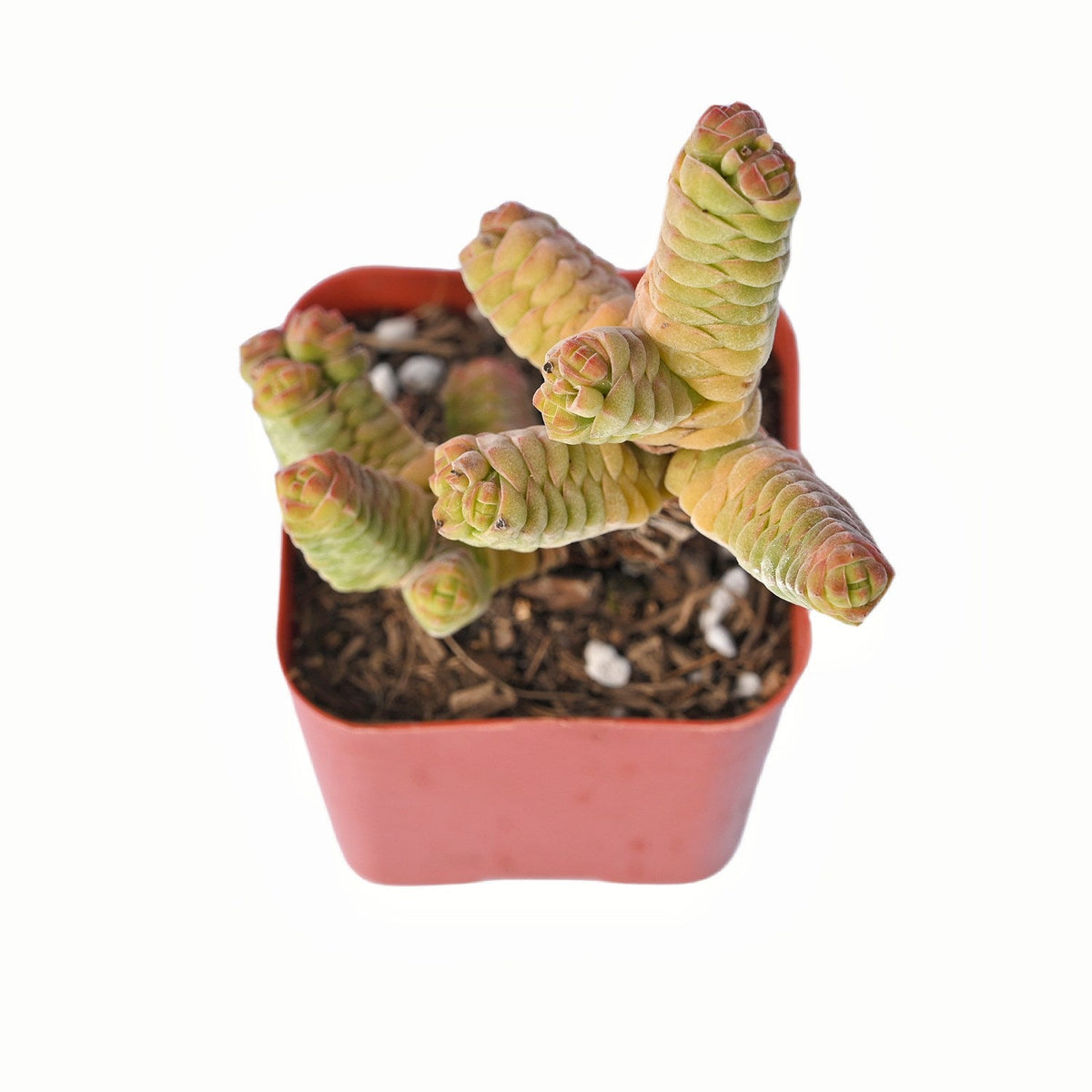 Crassula Columnella (Limited) image 1
