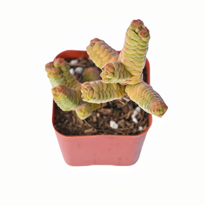 Crassula Columnella (Limited) image 1