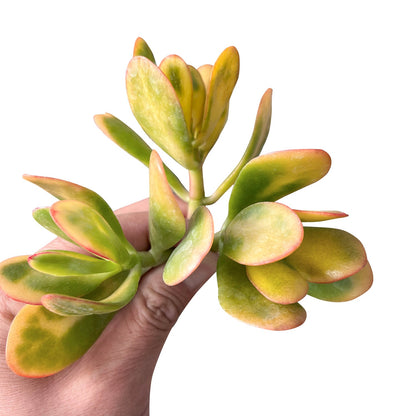 Crassula Ovata Hummel Sunset/Golden Jade Plant Cuttings image 1