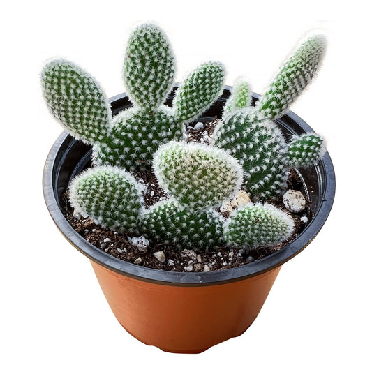 Opuntia microdasys albata 'Bunny Ears' (4 inch) image 0