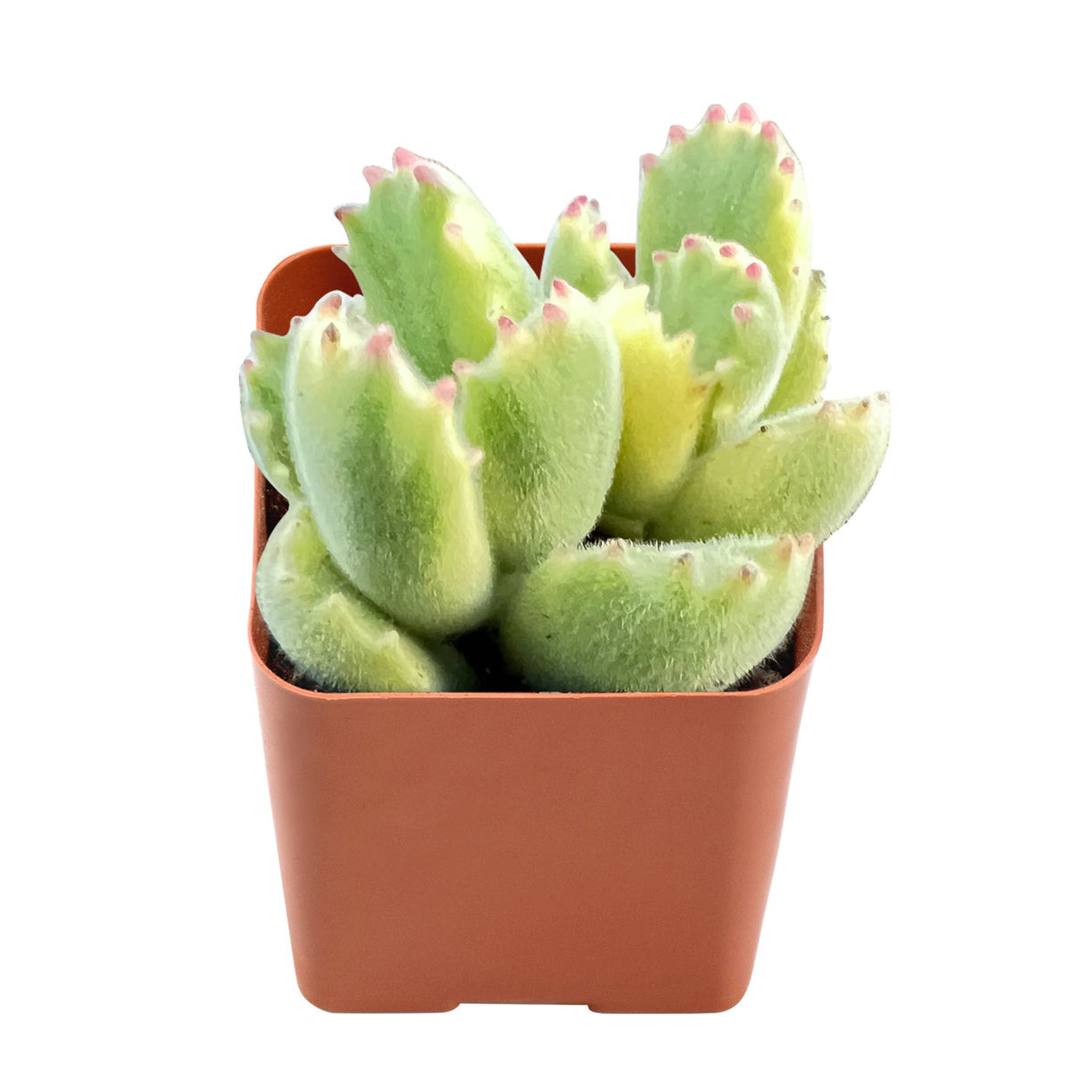 Cotyledon Tomentosa Variegated image 0