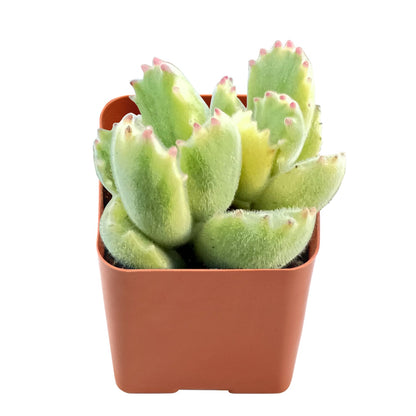 Cotyledon Tomentosa Variegated image 0