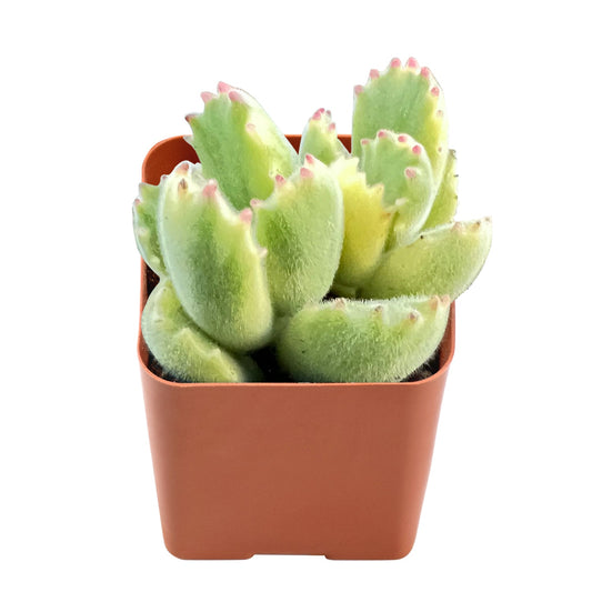 Cotyledon Tomentosa Variegated image 0