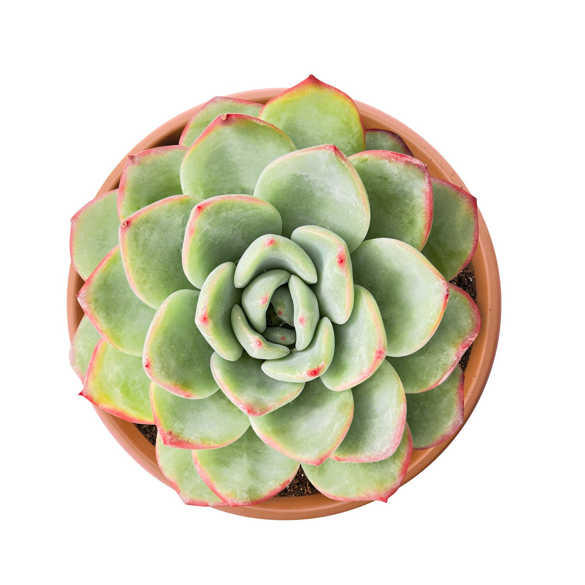 Echeveria Sensation (6 inch) image 0
