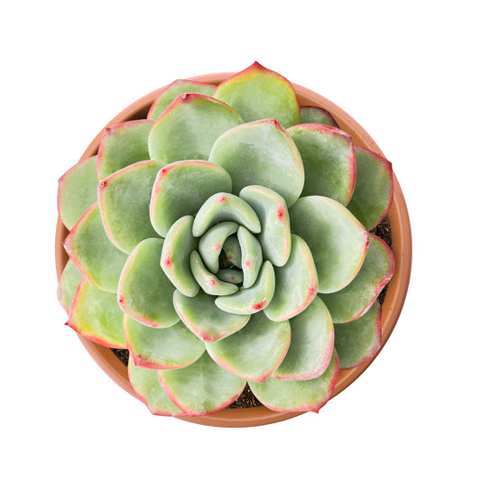 Echeveria Sensation (6 inch) image 0
