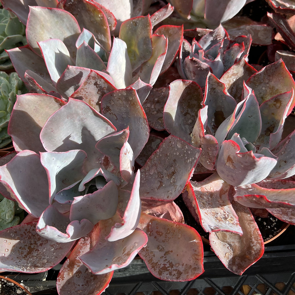 Echeveria Afterglow (6 inch) image 1
