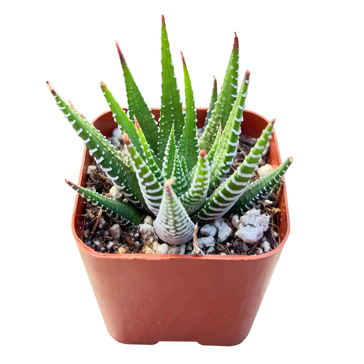 Haworthia fasciata 'Big Band' image 1