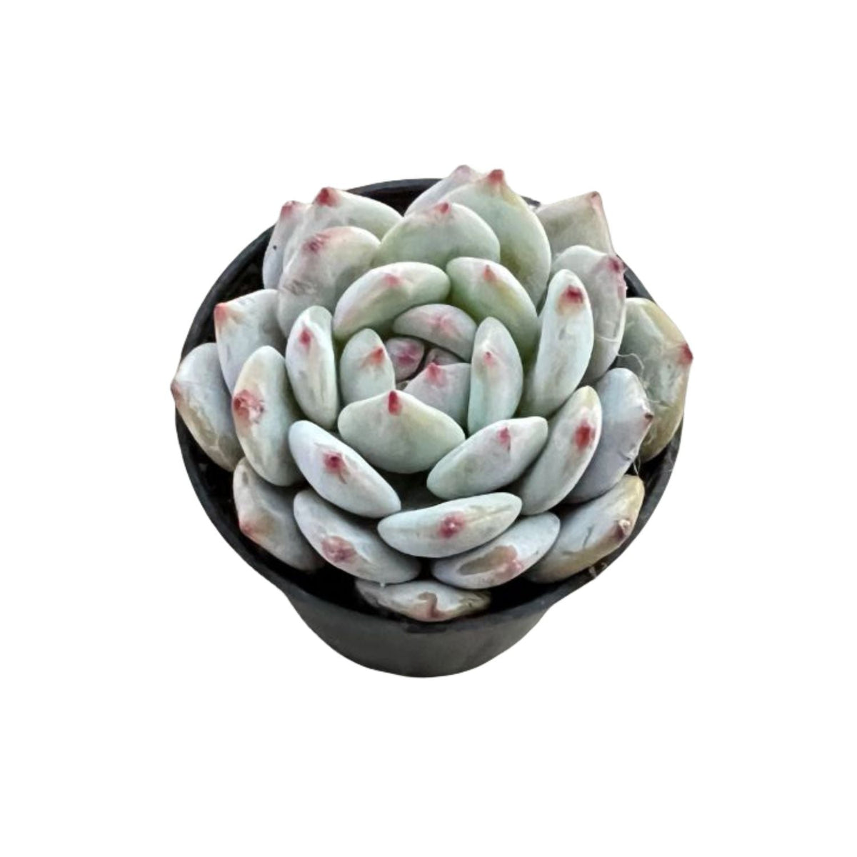 Echeveria Monroe Excellent image 0