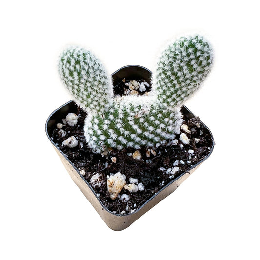Opuntia microdasys albata 'Bunny Ears' image 0