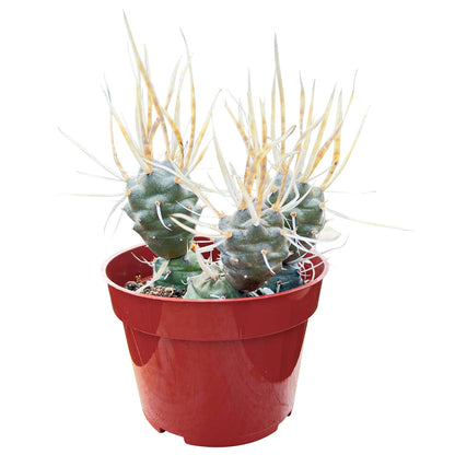 Tephrocactus articulatus var. papyracanthus / Paper Spine Cactus (4 inch) image 1