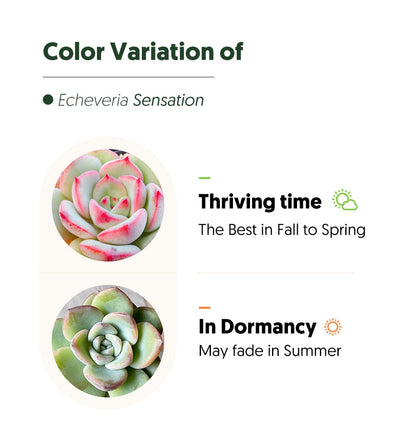 Echeveria Sensation (6 inch) image 4