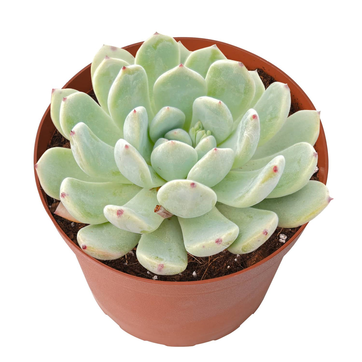 Echeveria 'Biante' (6 inch) image 1