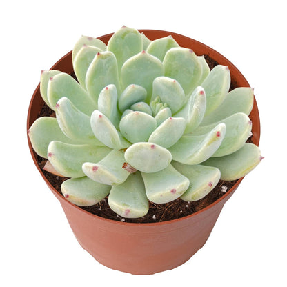 Echeveria 'Biante' (6 inch) image 1