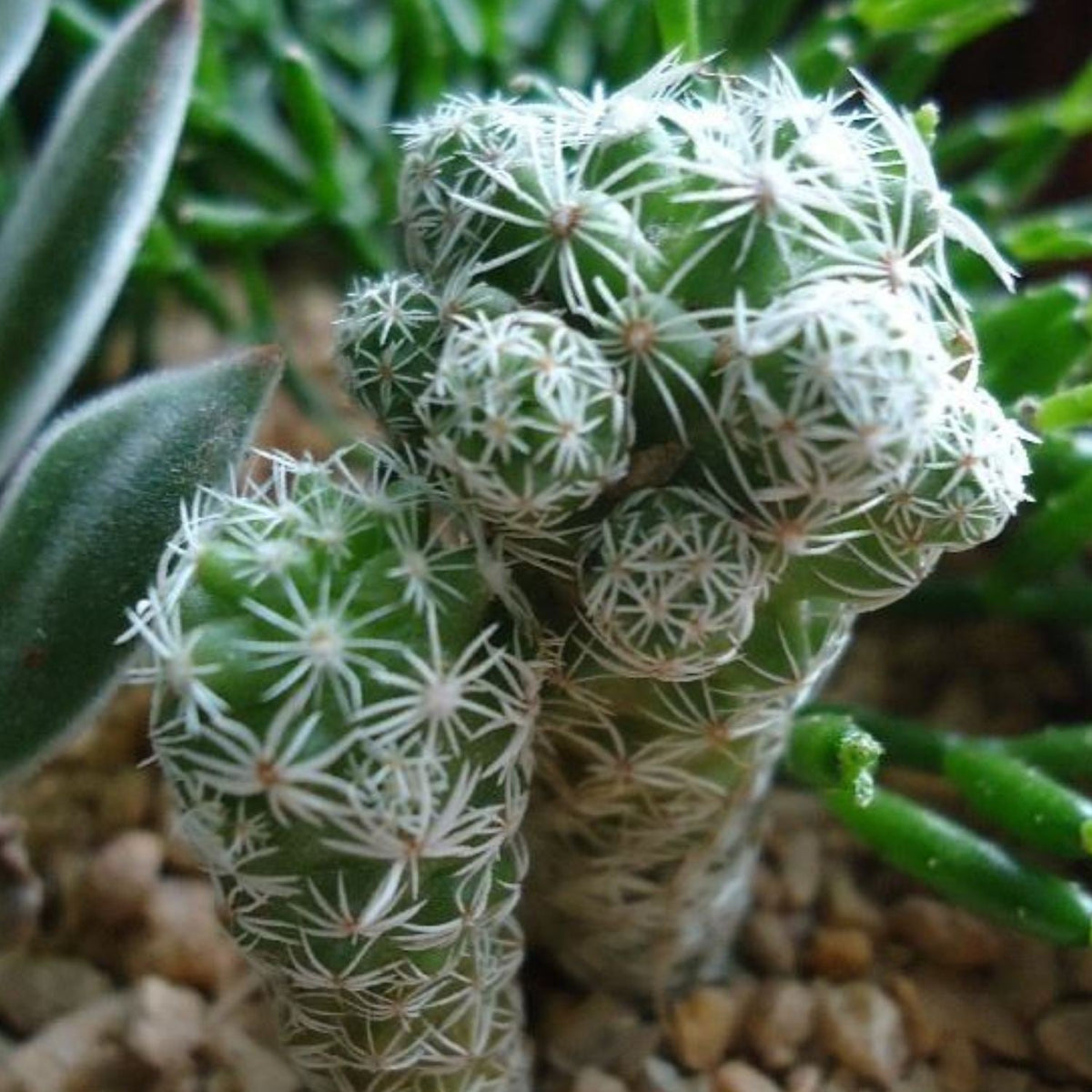Mammillaria gracilis fragilis / Thimble Cactus (4 inch) image 4