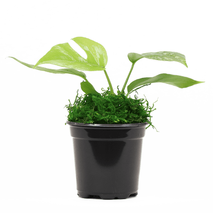 4" Monstera Minima image 0