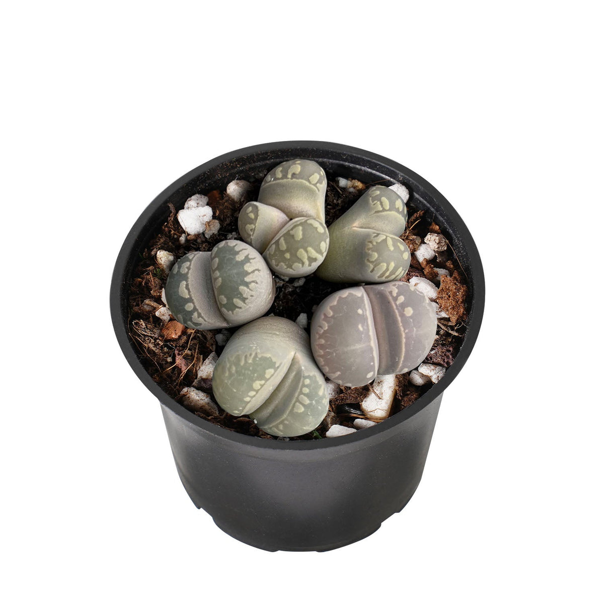 Lithops otzeniana Nel image 1