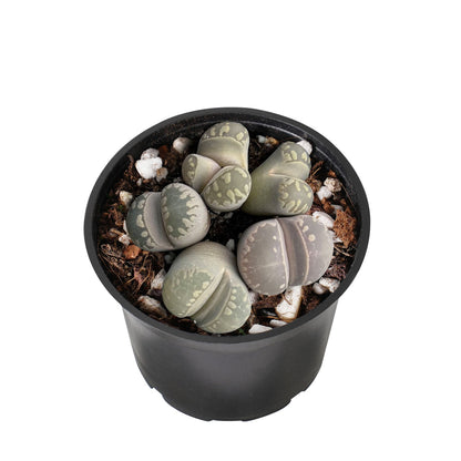 Lithops otzeniana Nel image 1