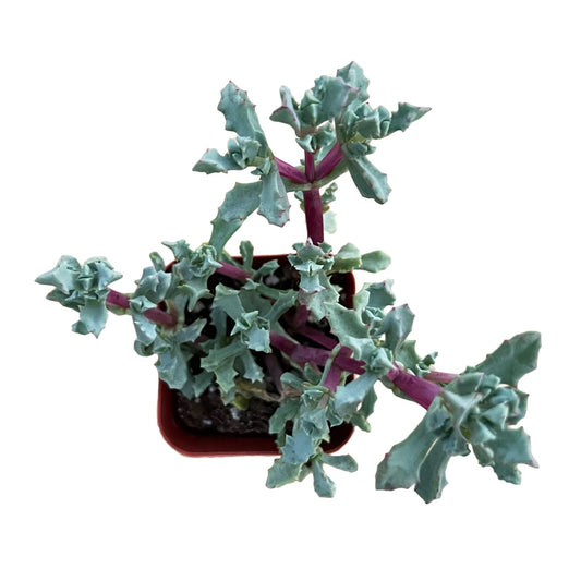 Oscularia Pedunculata image 0