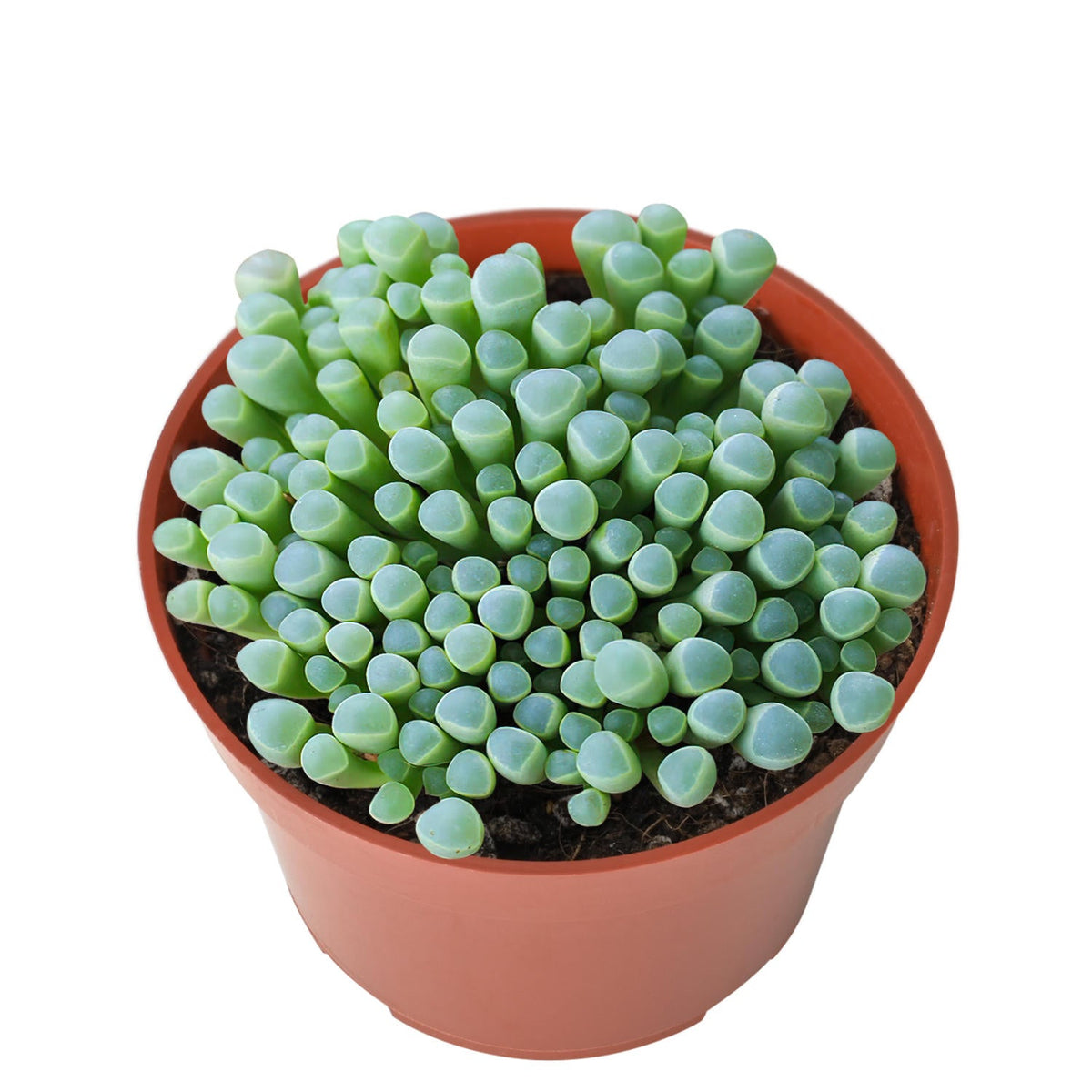 Fenestraria Rhopalophylla / Baby Toes (4 inch) image 0