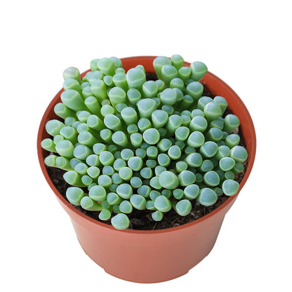 Fenestraria Rhopalophylla / Baby Toes (4 inch) image 0