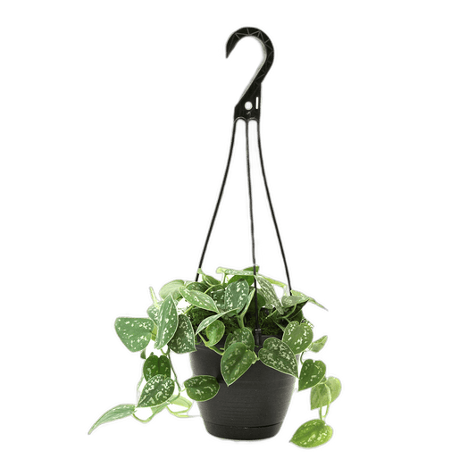 6.5" Philodendron Silver Pictus Hanging Baskets image 0