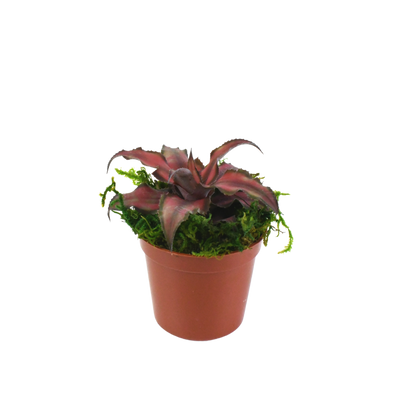 2.5" Earth Star image 5