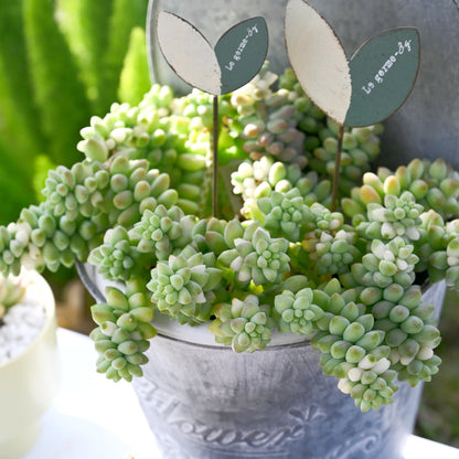Sedum Morganianum Burrito image 1