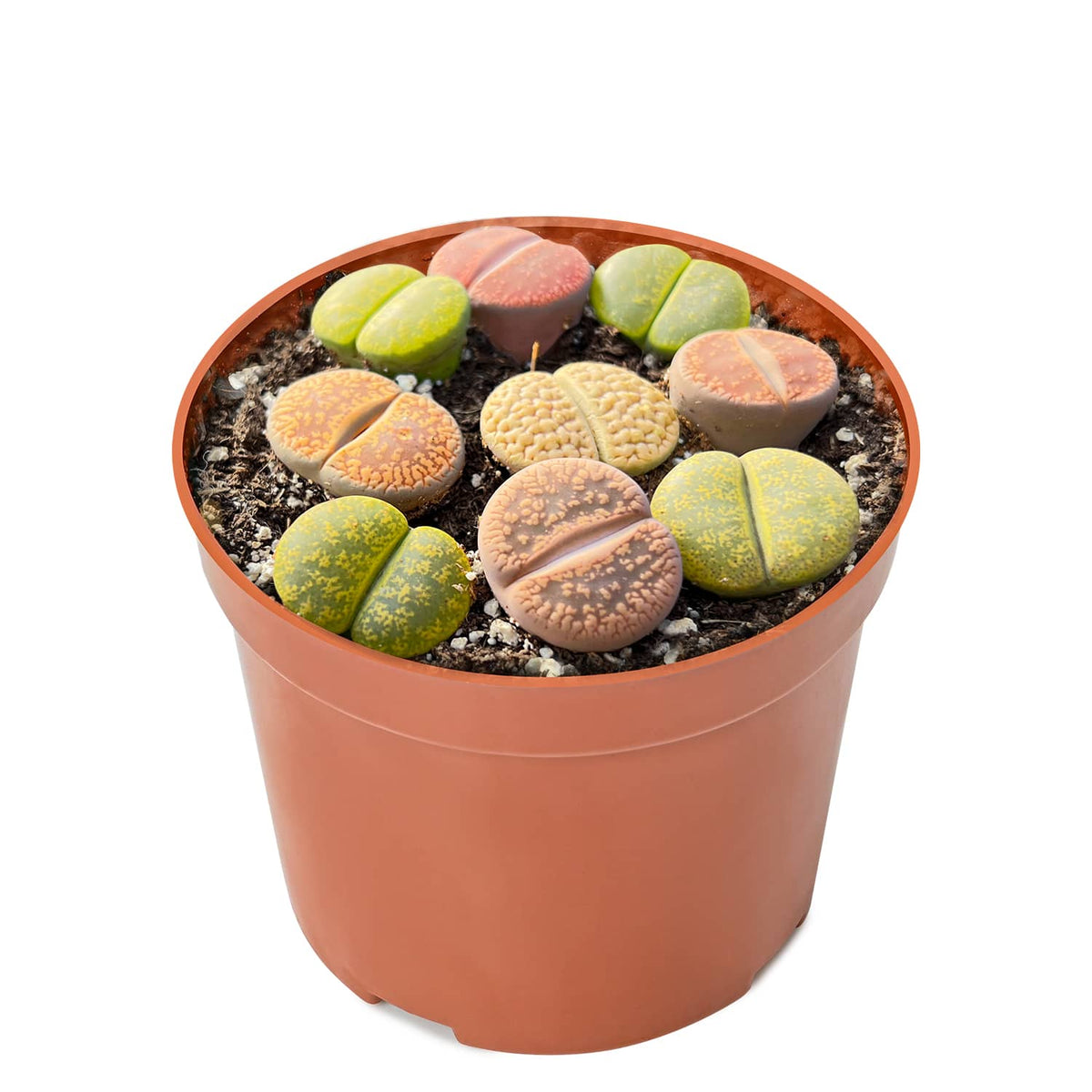 Assorted Lithops image 1