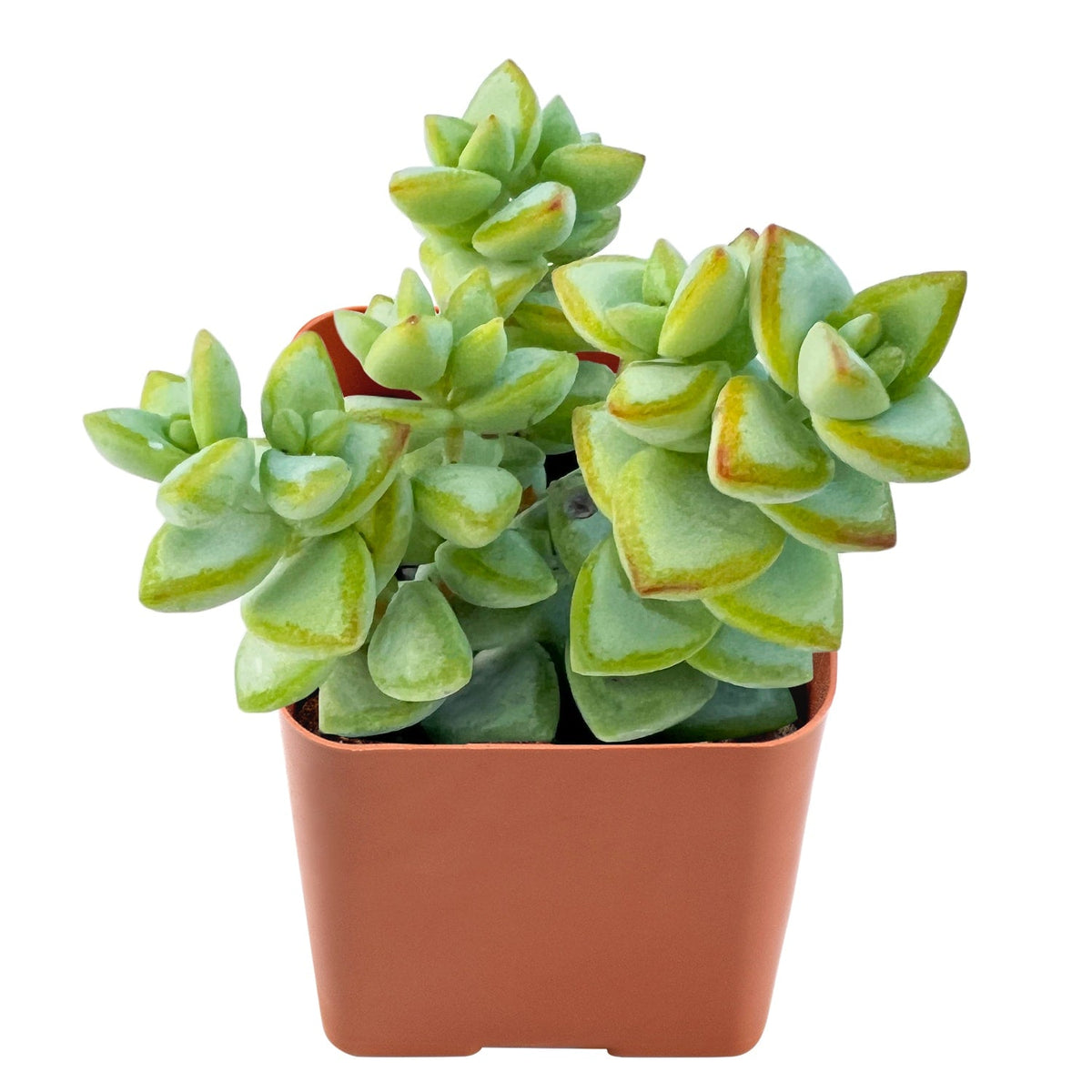 Crassula Rupestris image 0