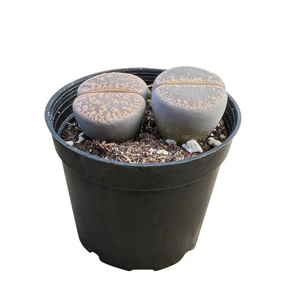 Lithops Lesliei image 1