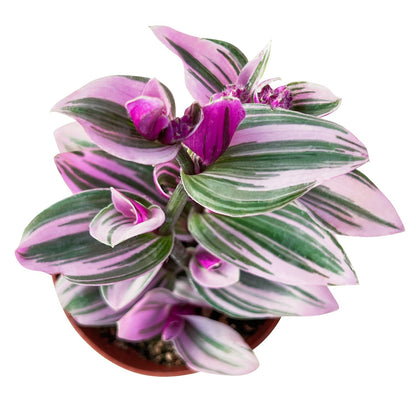 Tradescantia Nanouk / Fantasy Venice (4 inch) image 0