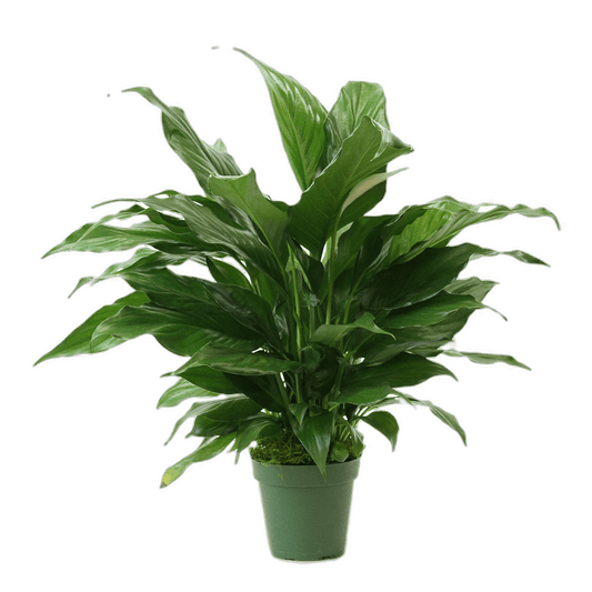 4" Peace Lily image 0