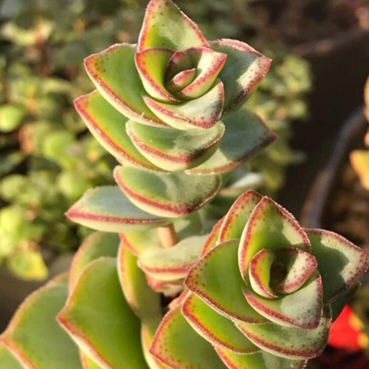 Crassula Perforata Subsp. Perforata (4 inch) image 4