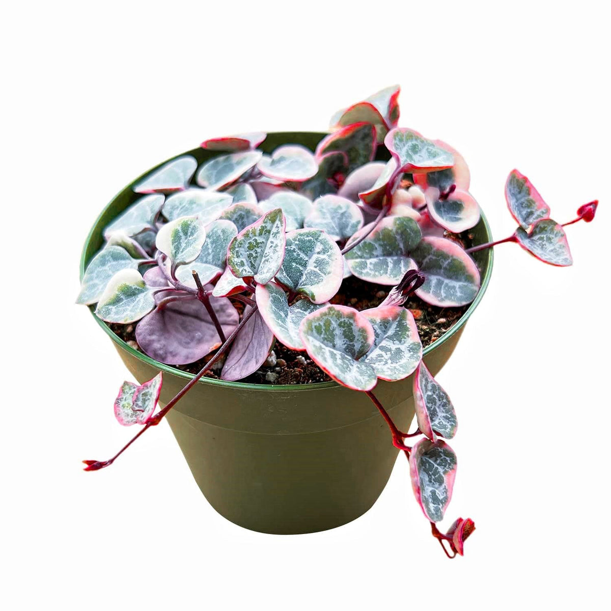 Ceropegia woodii f. variegata /String of Heart Variegata (4 inch) image 0