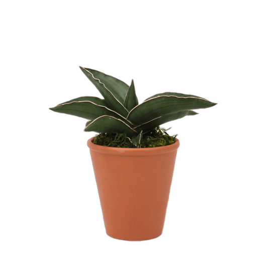 2.5" Sansevieria Samurai image 0